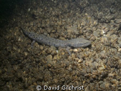 A mudpuppy lies on a bed of zebra mussels. by David Gilchrist 